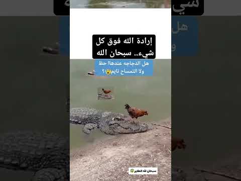 تمساح أوشك أن يأكل الدجاجة ، #الحمدلله #المصحف #القرآن_الكريم #cat #العظماء #قطط #الله #اكسبلور #ورك