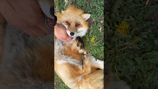 Good morning happy Dixie fox!