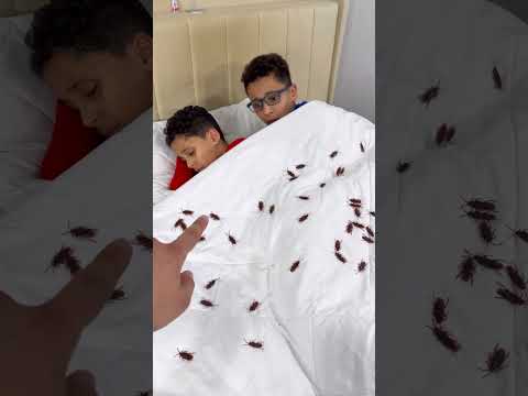 Fake Roach Prank On My Brothers 🤣 #shorts