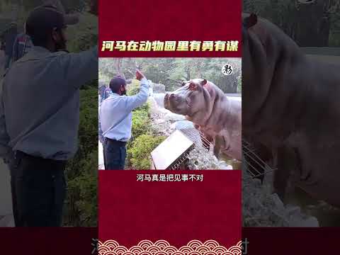 河马在动物园里有勇有谋