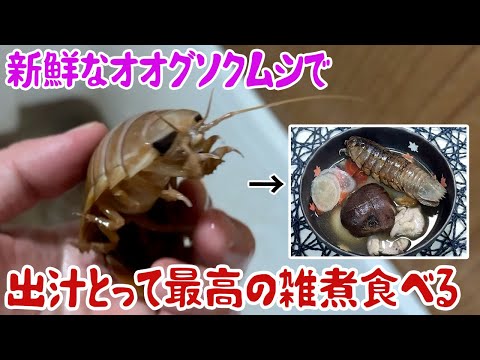 新鮮なグソクムシで出汁とって最高の雑煮食べる