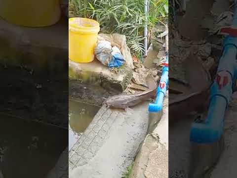 TOP videos fishing #fishing #fish #twolessfishinthesea