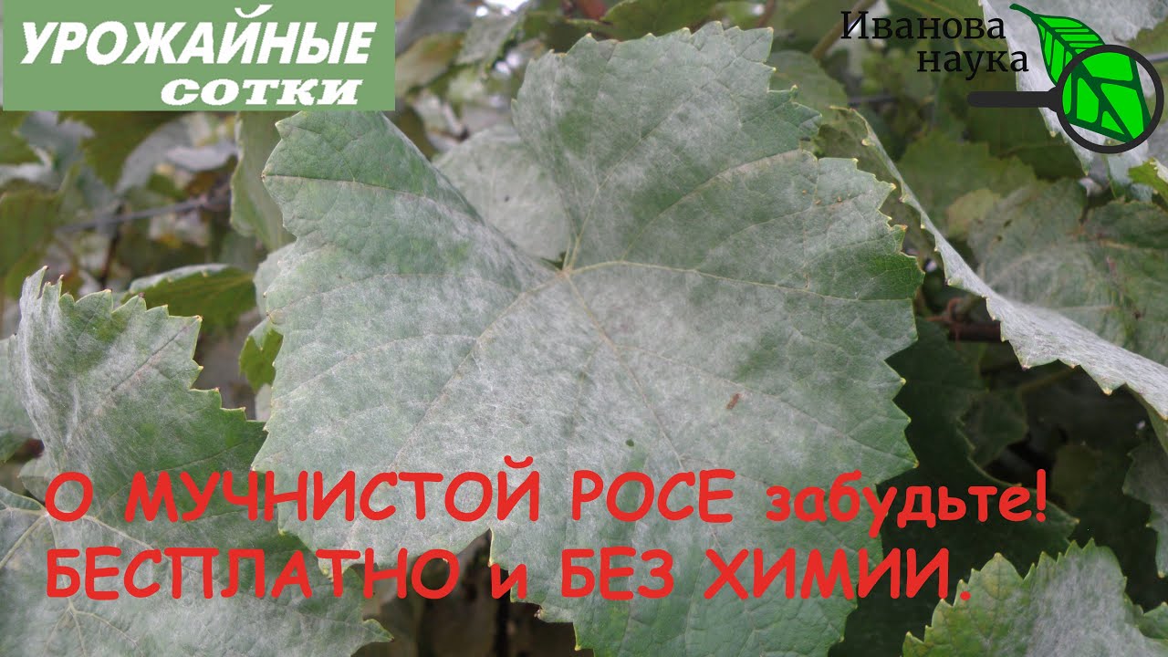 Мучнистой росы больше не будет! Выбирайте любой рецепт без химии и забудьте о болезнях! Бесплатно!