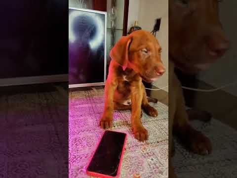 me equivoqué de teléfono y de hijo #shortvideo #shorts #snapy6065 🐶🐶😳