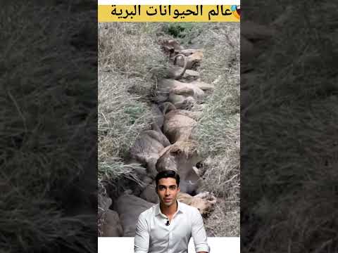 😱الأسود تسترخي في #SHORTS