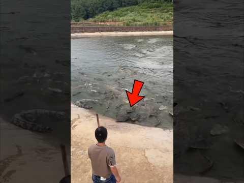 Ele vai ser comido por um crocodilo 😨