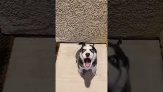 Cute Husky Puppy