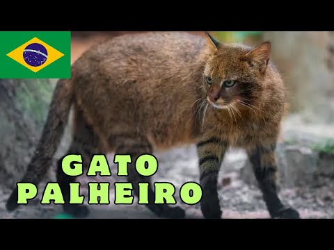 GATO-PALHEIRO! O MAIS RARO ENTRE TODOS! UM ANIMAL FANTASMA DA NATUREZA QUE POUCAS PESSOAS JÁ VIRAM!