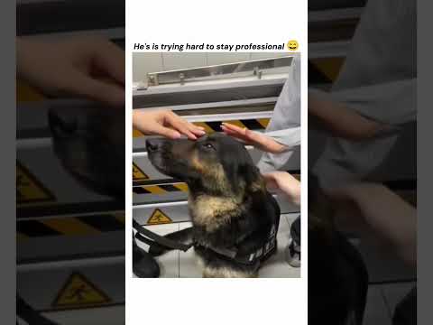 Cute dog 😊 #policedog #servicedogs #cutedog #cutedogs #dogvideos #doglover #cute #fyp #shorts
