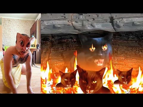 What REALLY Happens When You Become a Cat for 24 Hours