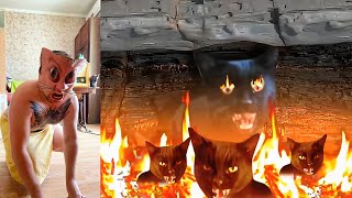 What REALLY Happens When You Become a Cat for 24 Hours
