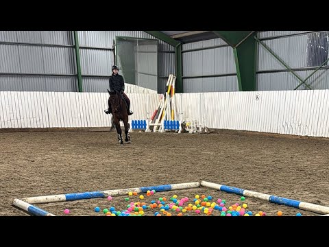 LIVE TRAINING WITH THE HORSES