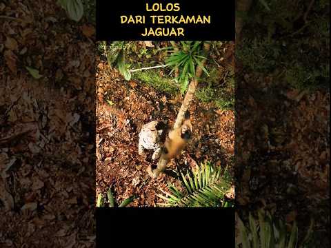 Lolos Dari Terkaman Jaguar