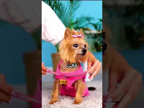 اختراعات بسيطه يمكن عملها في المنزل ج٦١ | خطيبتي نصبت عليّ بمقلب... شو النتيجة؟!