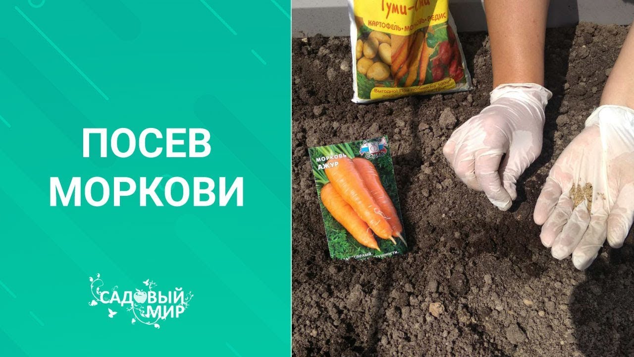 Подкормка моркови после посева. Почему растет двурогая морковь