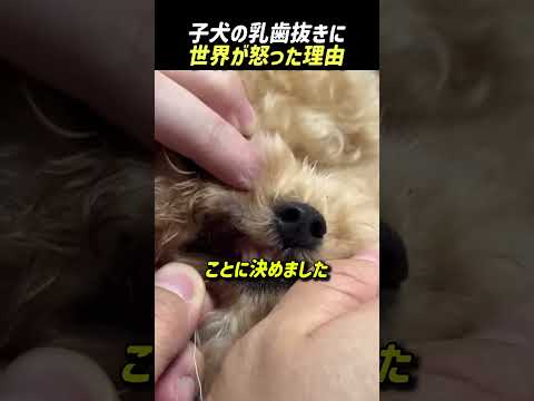 子犬の乳歯抜きに世界が怒った理由
