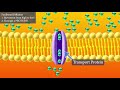 Facilitated Diffusion Concepts