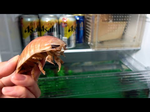 深海生物オオグソクムシを冷蔵庫で飼う男