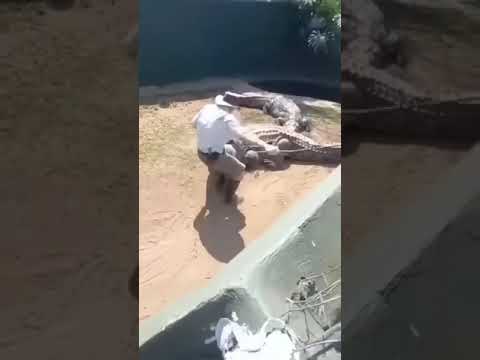 Man gets tossed by a huge crocodile during a life presentation