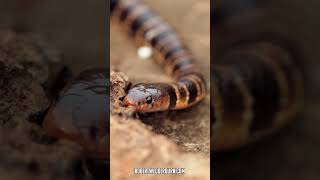 This Is NOT A Snake You See Every Day! Do you know what Snake This Is?