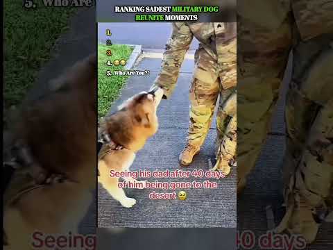 Veterans Ruinited With There Dogs...