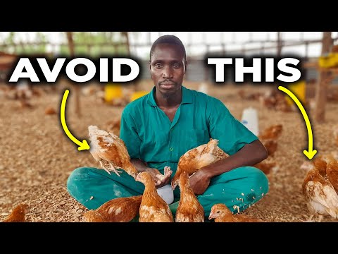 This is How my Chickens NEVER Get Sick.
