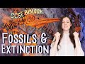 Extinction and Fossil Formation Concepts
