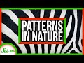 Patterns in Nature and Turing Systems