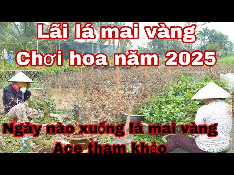 ngày xuống lá mai vàng chơi hoa tết 2025 ( lãi lá mai vàng ) _ ace tham khảo ngày lãi lá năm nay nhé