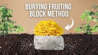 Gardening with Mushrooms | BEGINNER Technique! The Burying Fruiting Block Method 🍄🌱