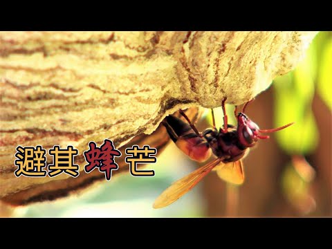 【虎頭蜂】避其「蜂」芒：你害怕虎頭蜂嗎？ (我們的島第1082集 2020-11-23) - YouTube