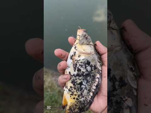 Let's protect the balance of nature .The source of future food. #shorts #fish #animals
