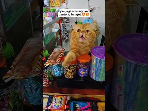 KUCING JUALAN DI WARUNG