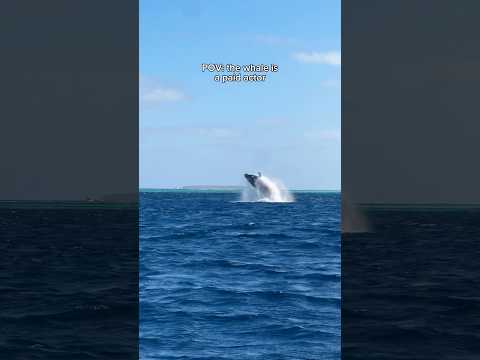 This almost never happens 😂 #whale #whalebreach #humpbackwhale #ocean #tonga