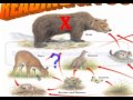 Energy Transfers in Ecosystems