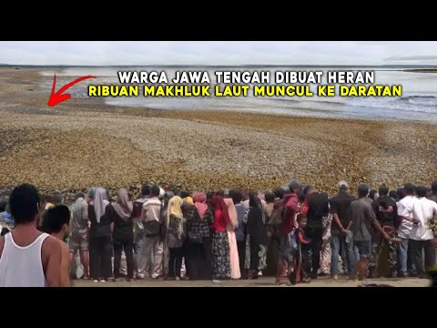 WARGA JAWA TENGAH HEBOH!! RIBUAN MAKHLUK DARI LAUT MENDADAK MUNCUL PENUHI DARATAN!! FENOMENA ALAM