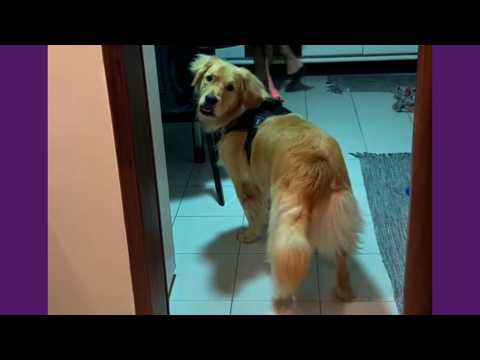 Cachorro Já Escolheu Com Quem Quer Passear!