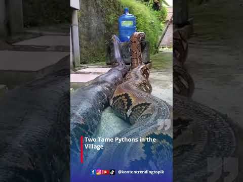 Two Tame Pythons in the Village