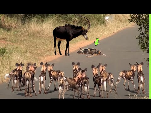 OS CAES SELVAGENS ATACARAM O ANIMAL ERRADO