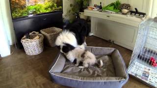 Aussies Denzel en Phoebe spelen met touw