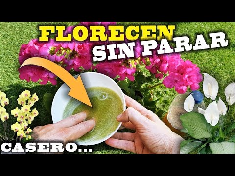 MAS FLORES y MÁS GRANDES con el Abono Casero MÁS FÁCIL de elaborar