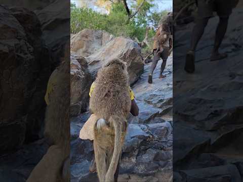 Watch the Hadzabe Tribe in Action: Baboon Hunt Adventure!