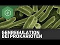 genregulation-prokaryoten-operon-modell/