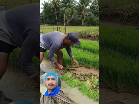 Rice farming new idea for agricultural Rice #ytshorts #rice #trending #farming #agriculture