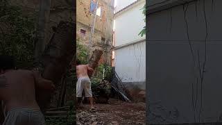 12 de novembro de 2024