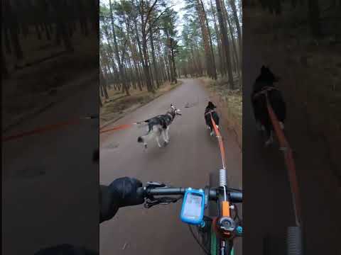 Training bikejoring with a dog interrupted by herd of deer in Poznań, Poland