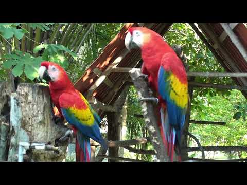 Scarlet Macaws