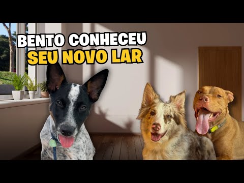 48 Horas Com O Bentinho | Conhecendo Sua Nova Casa + Primeira Vacina | Rotina