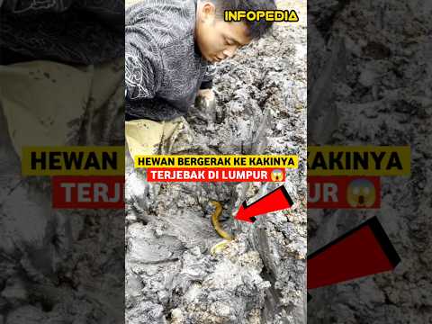 Berburu Hewan Yang Hidup Di Lumpur | INFOPEDIA