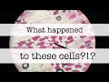 Exploring Osmosis in Red Onion Cells